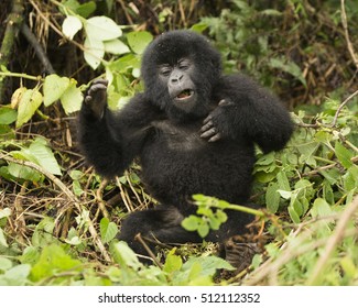 Mountain Gorilla, Gorilla Beringei Beringei, Baby Beating Chest,  Hirwa Group, In The Vegetation Of Volcanoes National Park, Rwanda, Africa