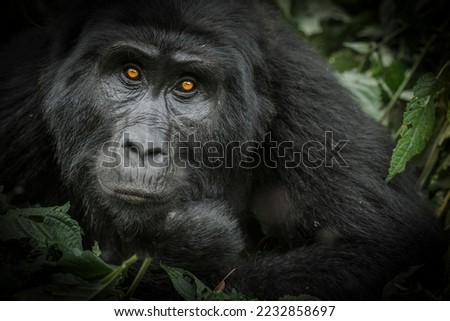 Mountain gorilla (Gorilla beringei beringei). Bwindi Impenetrable Forest. Uganda Foto d'archivio © 