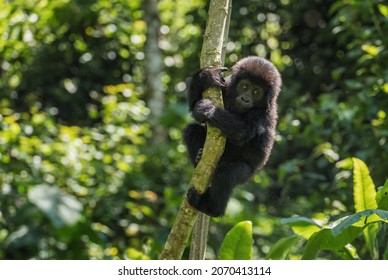 Mountain gorilla - Gorilla beringei, endangered popular large ape from African montane forests, Bwindi, Uganda. - Shutterstock ID 2070413114