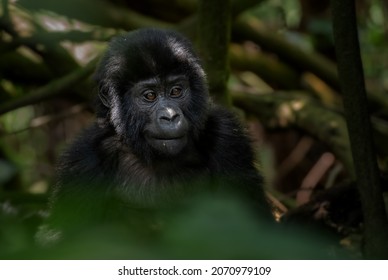 Mountain gorilla - Gorilla beringei, endangered popular large ape from African montane forests, Bwindi, Uganda. - Shutterstock ID 2070979109