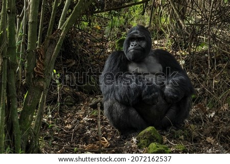Mountain gorilla - Gorilla beringei, endangered popular large ape from African montane forests, Mgahinga Gorilla National park, Uganda.