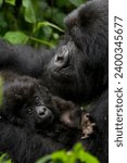 Mountain gorilla (Gorilla gorilla beringei) with her young baby, Rwanda (Congo border), Africa