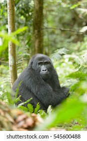 Mountain Gorilla (Gorilla Beringei Beringei) - I'm Not Out Of The Woods Yet