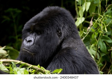 Gorila de la montaña (Gorila gorila beringei) silverback, Kongo, Ruanda, África