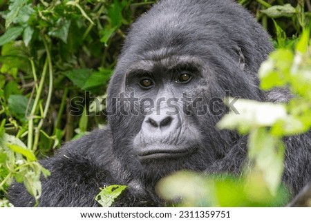 Mountain gorilla in Bwindi Forest - Uganda