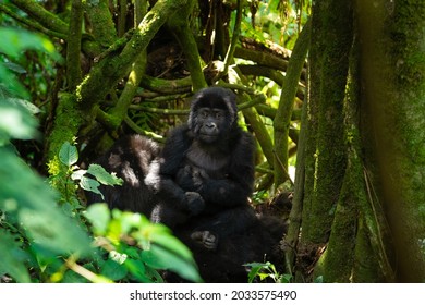 Mountain gorilla in the Bwindi Impenetrable National park. Group of gorilla remain in the forest. Wildlife in the Uganda.  - Shutterstock ID 2033575490