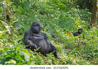 Mountain Gorilla In The Bwindi Impenetrable National Park. Gorilla In The Natural Habitat. Wildlife In Uganda. 