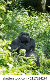 Mountain Gorilla In The Bwindi Impenetrable National Park. Gorilla In The Natural Habitat. Wildlife In Uganda. 