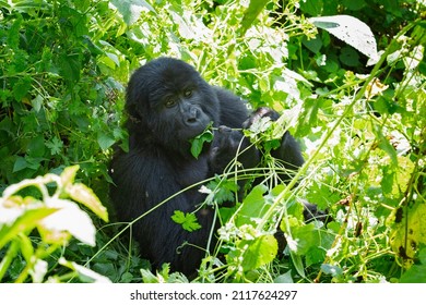 Mountain Gorilla In The Bwindi Impenetrable National Park. Gorilla In The Natural Habitat. Wildlife In Uganda. 