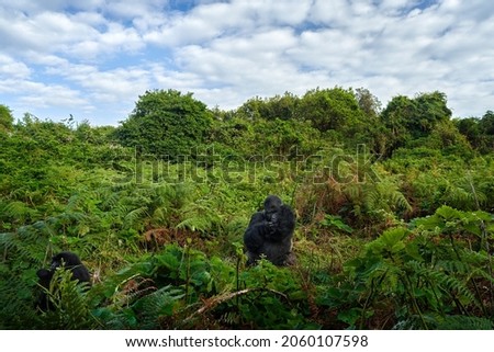 Mountain gorilla, Bwindi National Park in Uganda. detail head portrait with beautiful eyes. Wild big black monkey in the forest,  Africa. Wildlife scene from nature. Mammal in green vegetation.