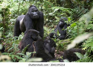 Mountain Gorilla Family In Its Natural African Rainforest Habitat