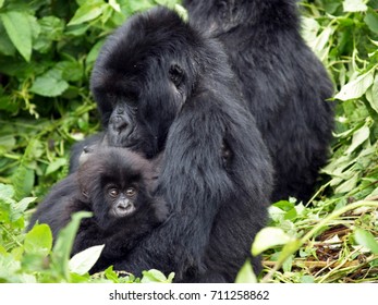 Mountain Gorilla Family In Rwanda