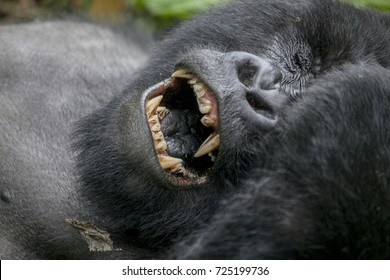 Mountain Gorilla In The Jungles Of Rwanda, Africa, With His Mouth Wide Open, Exposing His Teeth