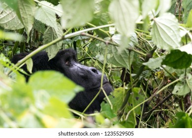 A mountain gorilla looking up