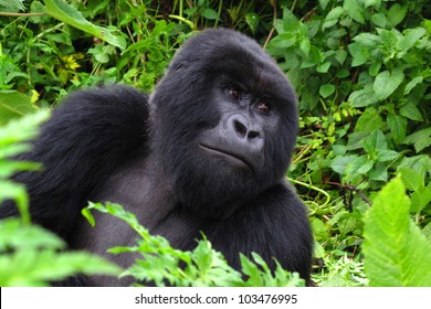 Mountain Gorilla Male - Rwanda