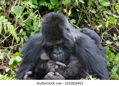 Mountain Gorilla mother and baby in forest Volcanos National Park Rwanda
