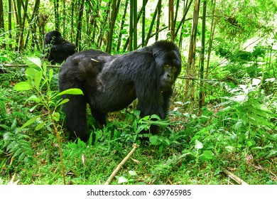  Mountain gorilla in a rainforest in Uganda