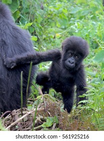 Mountain Gorilla, Sabyinyo Family, 2017, Female And Baby. Father Is Silverback Guhonda. 