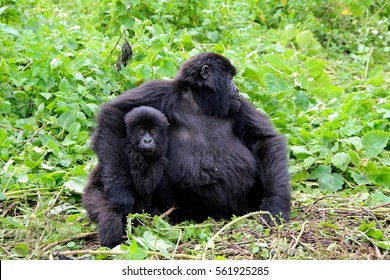 Mountain Gorilla, Sabyinyo Family, 2017, Female And Baby. Father Is Silverback Guhonda. 