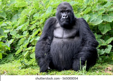 Mountain Gorilla, Sabyinyo Family, Silverback Guhonda