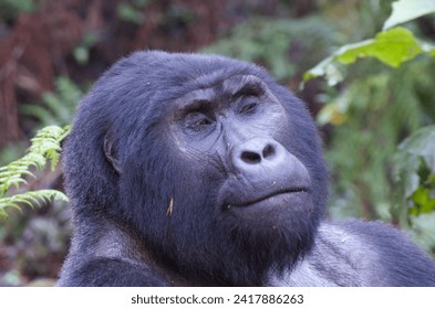 Un silverback de gorila de montaña en el Parque Nacional Impenetrable de Bwindi