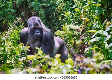 Mountain gorilla, Volcano National Park, Rwanda