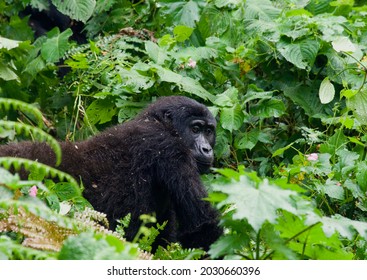 Mountain Gorilla wading through the dense vegetation at Bwindi impenetrable Forest, Uganda