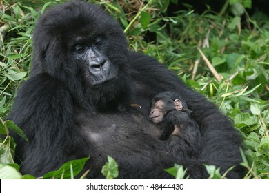 Mountain Gorilla,mother Holding Her Three Day Old Sun In Her Arm, Virunga Mountains, Rwanda