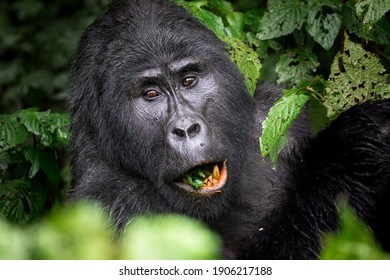 Mountain Gorillas In Bwindi National Forest, Uganda