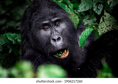 Mountain Gorillas In Bwindi National Forest, Uganda