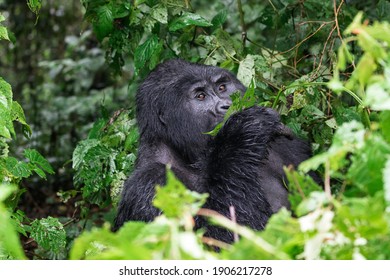 Mountain Gorillas In Bwindi National Forest, Uganda