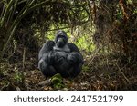 Mountain gorillas in the Mgahinga national park. Rare gorillas are hiding in the forest. Gorillas safari in Uganda. 