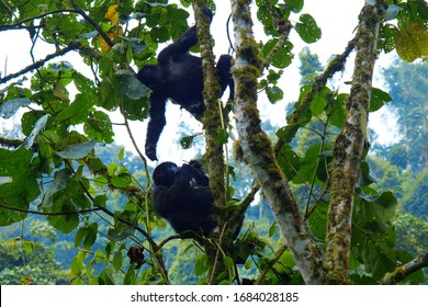 Mountain Gorillas From Mucunguzi Gorilla Family In Bwindi Impenetrable National Park, Uganda