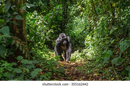 Mountain gorillas in the rainforest. Uganda. Bwindi Impenetrable Forest National Park. An excellent illustration.