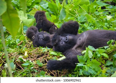 Mountain Gorillas Relaxing In The Rwanda Forest