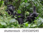 Mountain gorillas in Volcanoes National Park in Rwanda