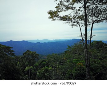Mountain and green tree view