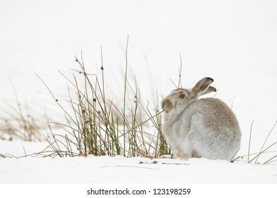 Mountain Hare