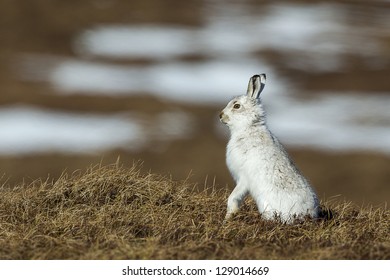 Mountain Hare