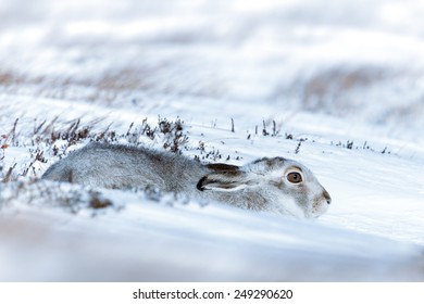 Mountain Hare