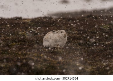 Mountain Hare