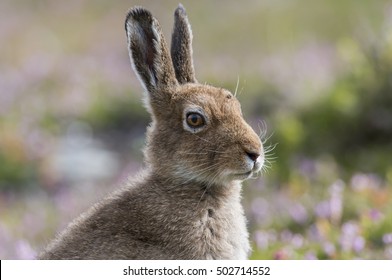 Mountain Hare