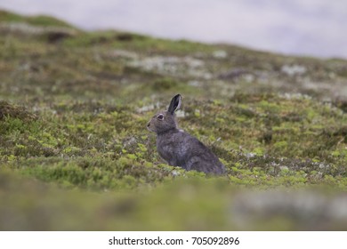 Mountain Hare, Lepus Timidus