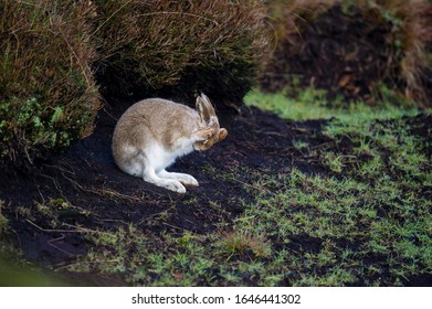 Mountain Hare - Lepus Timidus. Grooming And Resting On Moorland. UK.