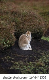 Mountain Hare - Lepus Timidus. Grooming And Resting On Moorland. UK.