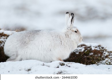Mountain Hare (Lepus timidus) in snow