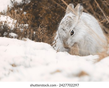             Mountain hare sitting still with snowy background                     - Powered by Shutterstock