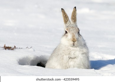 Mountain Hare In Snow