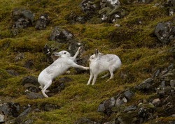 Mountain Hares (Lepus Timidus) Fighting (boxing) In Scotland.
