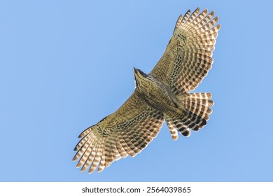 Mountain hawk eagle detail of the bird in flight - Powered by Shutterstock